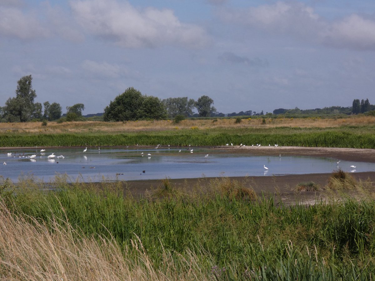 DavidWalsh22's tweet image. On Monday I had a long-awaited catch up with friends from Bedford at @RSPBLakenheath. The Glossy Ibis had gone awol but Gary’s Pool held 23 Little & 3 Great Egrets. A family of Cranes flew over Joist Fen. Later we had ace views of Chalkhill Blues on the Devil’s Dyke (Newmarket).