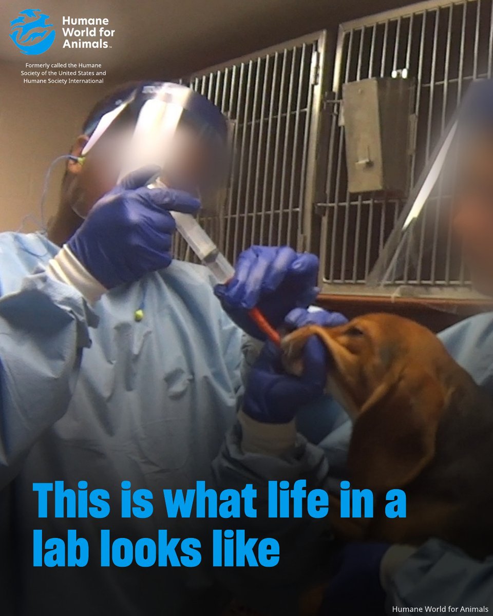 💔 Nearly 400 dogs a year are subjected to painful experiments without any pain relief.

This isn’t science, it’s suffering.

Help us push for humane, non-animal research alternatives.

🖊️ Sign now: hwfa.link/x071125