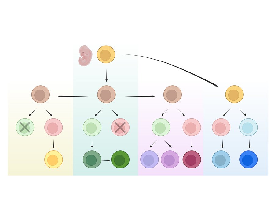 Fetal liver–derived ILC progenitors seed peripheral tissues and generate local ILCs independently of the bone marrow throughout life <a href="/SciImmunology/">Science Immunology</a> 
science.org/doi/10.1126/sc…