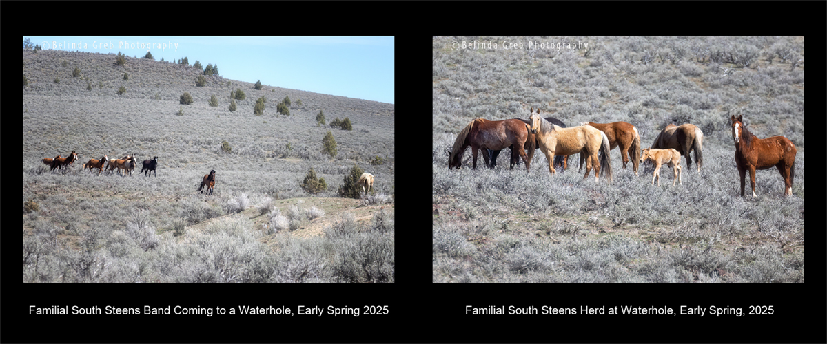 Belinda Greb (@belindagreb) on Twitter photo A harem stallion approached another stallion to greet/communicate, before his band moved to the far side of the waterhole. The other stallion put himself between the other band and me. Because of the foal, the horses didn't linger. fineartamerica.com/featured/famil… fineartamerica.com/featured/famil… A harem stallion approached another stallion to greet/communicate, before his band moved to the far side of the waterhole. The other stallion put himself between the other band and me. Because of the foal, the horses didn't linger. fineartamerica.com/featured/famil… fineartamerica.com/featured/famil…