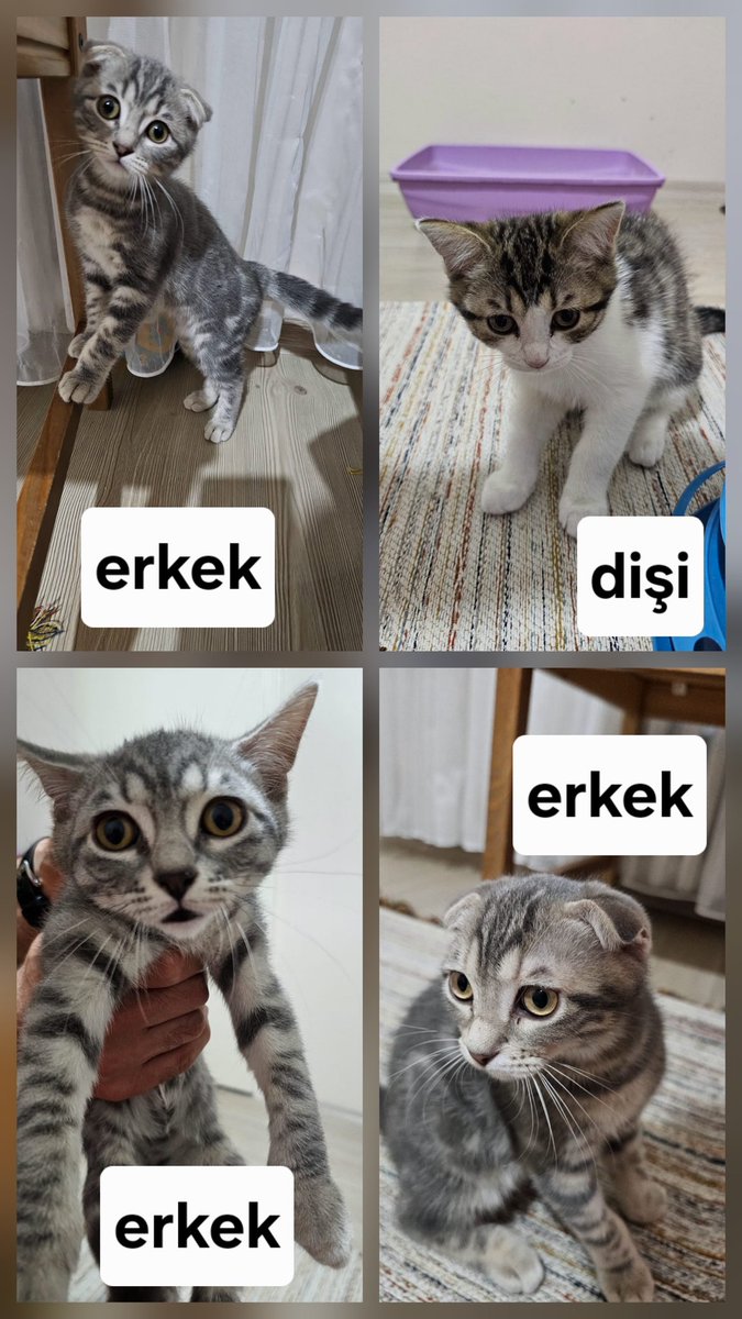 Merhaba biz 3 aylık 4 minnoş kardeşiz. Yuva arıyoruz. Ankaradayız ❤️ bize evinizde bir minderlik yer var mı? 
İletişim: 5529380660