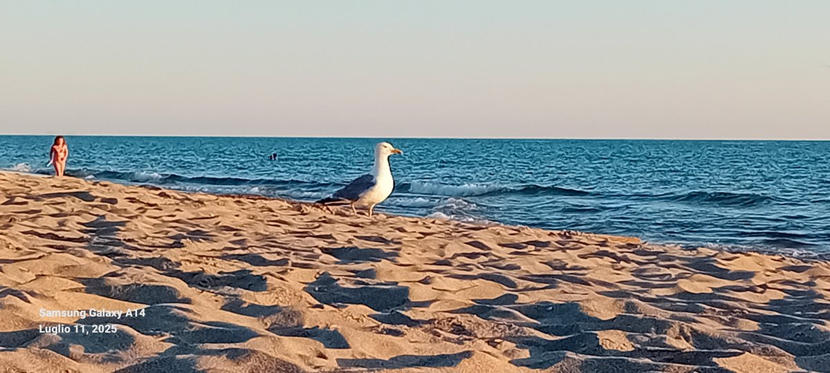 Vpertweet's tweet image. Anche lui si ferma a guardare il mare da qui ...