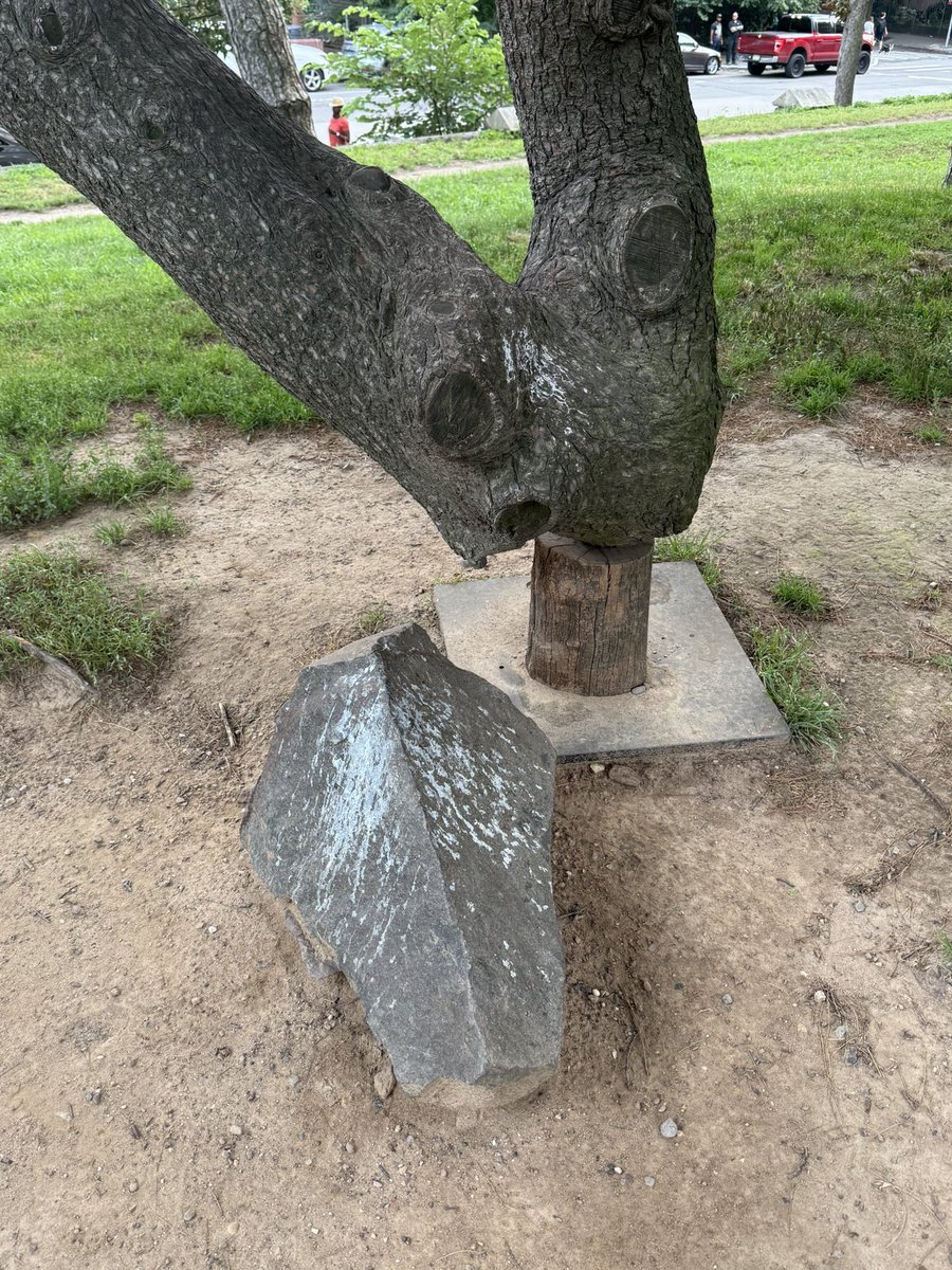 Someone made a little armrest for this tree’s elbow 🥹