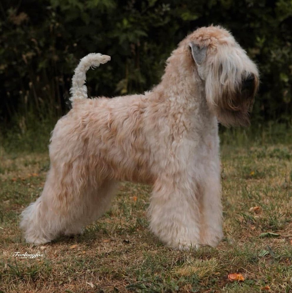 Silkcroft's tweet photo. 🎨Banksy🎨

Lakkas Yankee Sweet Silkcroft JW

Reserve Dog Challenge Certificate winner at Boston Championships Dog Show 2025

#wheaten #wheatenterrier #iscwt #scwt https://t.co/doe2KCN6Pd