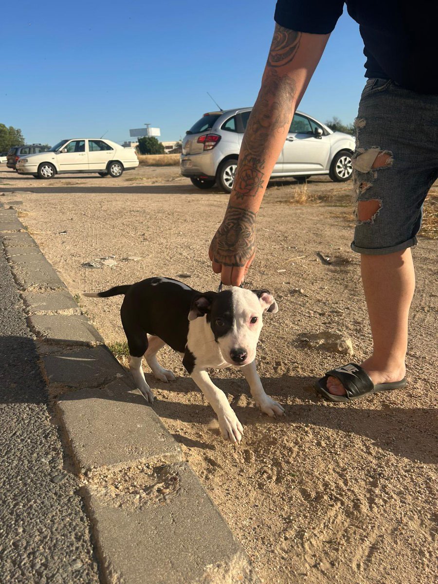 AsseneWayIero's tweet photo. Tenemos un vecino que literalmente nos ha venido a ofrecer a la perra porque no se puede hacer cargo de ella
Es una pitbull muy cachorrita está en Toledo, por si alguien quiere adoptarla https://t.co/iOVZygK18o