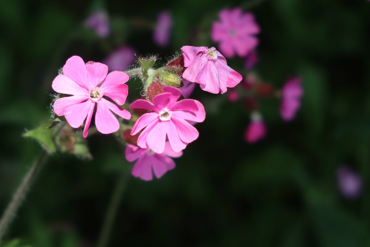 Red Campion