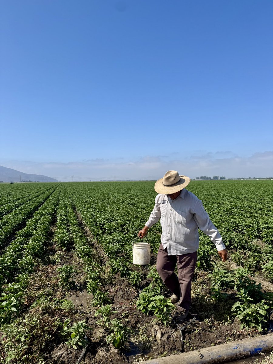 NancyLoo's tweet image. Absenteeism at CA farms said to be around 70% due to ongoing immigration raids. Sources tell @NewsNation @AliBradleyTV 300+ detained yesterday in massive operation in Ventura and Santa Barbara counties.