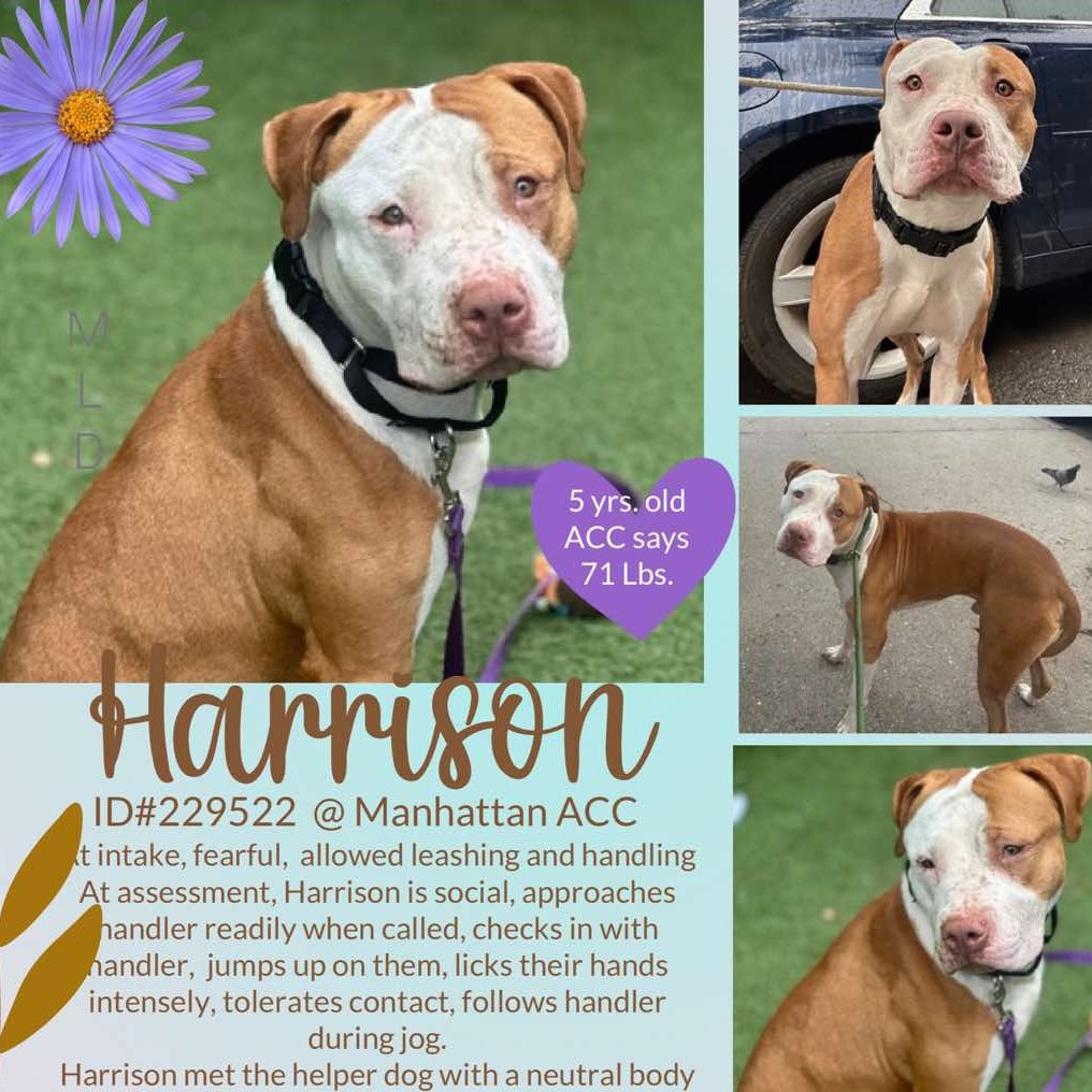 Harrison wonders if he is invisible 🫥 Anyone see Harrison? Read his resume: