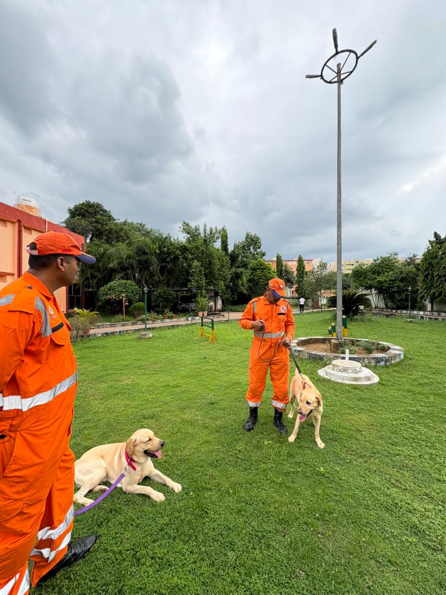 The grand summit of knowledge merged in a regal display, as the session on NDRF's role in animal rescue, escorted by a thrilling on-site illustration unfolded like a symphony of heroism on the final day of the training on disaster management.
<a href="/dahvsodisha/">Directorate of AH&VS Odisha</a> <a href="/farddepartment/">Fisheries & ARD Department</a> <a href="/NDRFHQ/">NDRF India I राष्ट्रीय आपदा मोचन बल 🇮🇳</a>