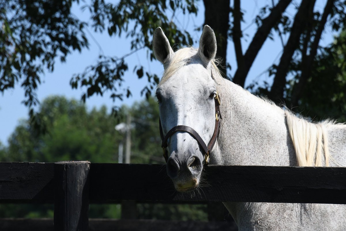 Old Friends (@oldfriendsfarm) on Twitter photo A third-generation resident, Private Charm is her sire Silver Charm's clone & follows him and granddam Bonnieโs Poker as those who have called Old Friends home. The mare is enjoying her summer with Miss Du Bois, who is just 2 months younger than Silver Charm.
๐ธ <a href="/battles_laura/">Laura Battles</a> A third-generation resident, Private Charm is her sire Silver Charm's clone & follows him and granddam Bonnieโs Poker as those who have called Old Friends home. The mare is enjoying her summer with Miss Du Bois, who is just 2 months younger than Silver Charm.
๐ธ <a href="/battles_laura/">Laura Battles</a>