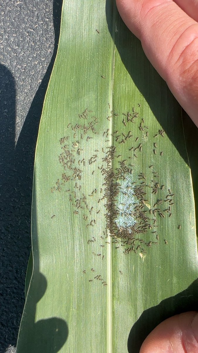 ccmac_OSU's tweet photo. Lots of big ole egg masses this year #wbc https://t.co/fm8BGyBWTz