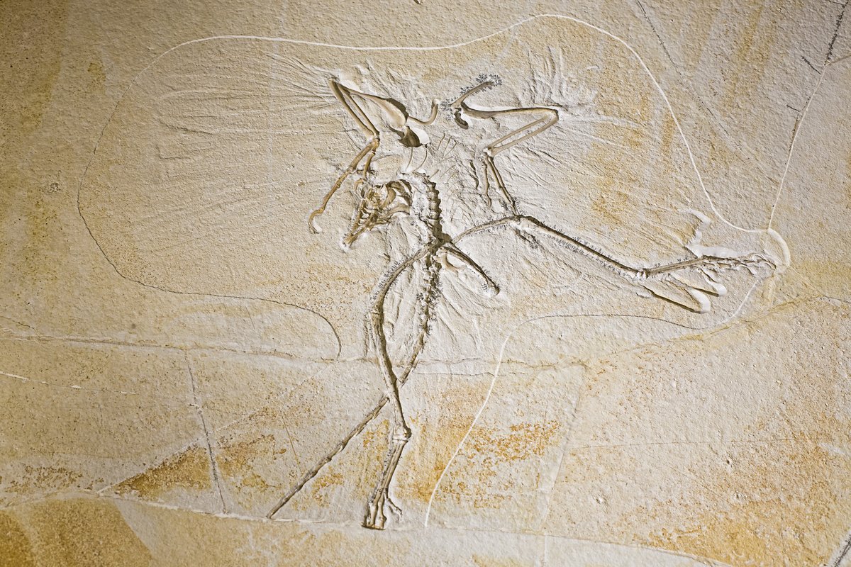 SLAClab's tweet image. Mission: Jurassic 🦕
SLAC has a history of studying ancient fossils. From feathers & an Archeaopteryx “dino bird” skeleton to a collection of plants, tracks, and bones over 150 million years old, our X-ray light source can reveal some of their mysteries at an atomic level.