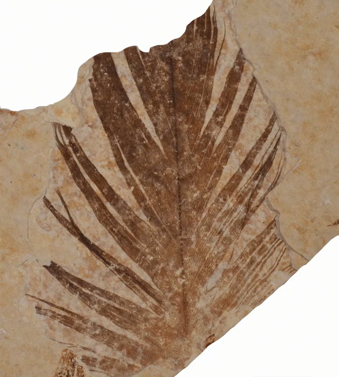 SLAClab's tweet image. Mission: Jurassic 🦕
SLAC has a history of studying ancient fossils. From feathers & an Archeaopteryx “dino bird” skeleton to a collection of plants, tracks, and bones over 150 million years old, our X-ray light source can reveal some of their mysteries at an atomic level.