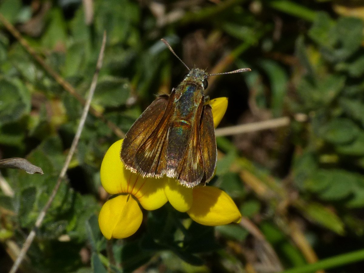 Brian Arnold (@barnold668) on Twitter photo Painted Lady and Lulworth Skipper on our transect count at Durlston today. Total butterflies counted on the transect was nearly 800, and a very hot day! We were quite exhausted by the end of it. <a href="/savebutterflies/">Butterfly Conservation 🦋</a> <a href="/GreenDorset/">Green Dorset</a> <a href="/DorsetWildlife/">Dorset Wildlife Trust</a> <a href="/SightingDOR/">Dorset Wildlife Spot</a> <a href="/BC_Dorset/">BC Dorset 🦋</a> Painted Lady and Lulworth Skipper on our transect count at Durlston today. Total butterflies counted on the transect was nearly 800, and a very hot day! We were quite exhausted by the end of it. <a href="/savebutterflies/">Butterfly Conservation 🦋</a> <a href="/GreenDorset/">Green Dorset</a> <a href="/DorsetWildlife/">Dorset Wildlife Trust</a> <a href="/SightingDOR/">Dorset Wildlife Spot</a> <a href="/BC_Dorset/">BC Dorset 🦋</a>
