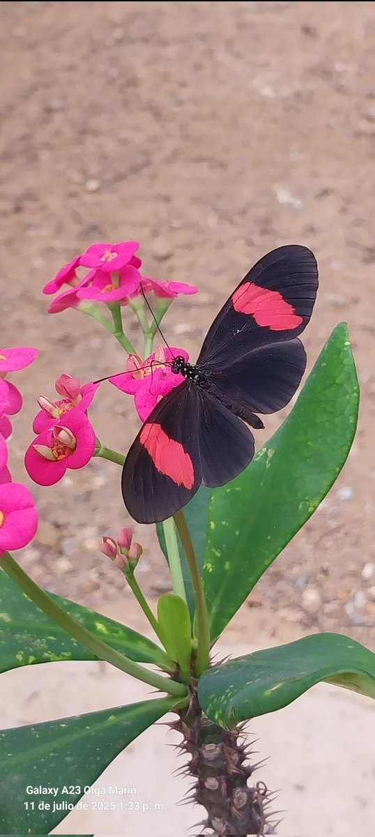 OlgaMarn9's tweet photo. @MIZAUCV buenas tardes me ayudarían a identificar esta linda 🦋pocas veces la he visto en mi jardín y no había podido tomarle fotos hasta el día de hoy🙏😍 https://t.co/9Et6qMubXD
