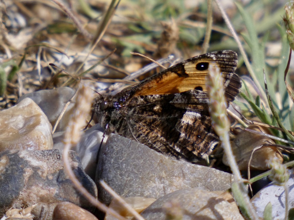 DavidWalsh22's tweet image. Last Friday I had a super day guiding a @naturetrektours group at Dunwich & Westleton. We found Spoonbills, Avocets, Stone Curlews & Dartford Warblers plus Red-veined Darter. 20 sp butterfly included White-letter Hairstreak, Silver-studded Blue, Grayling & White Admiral.