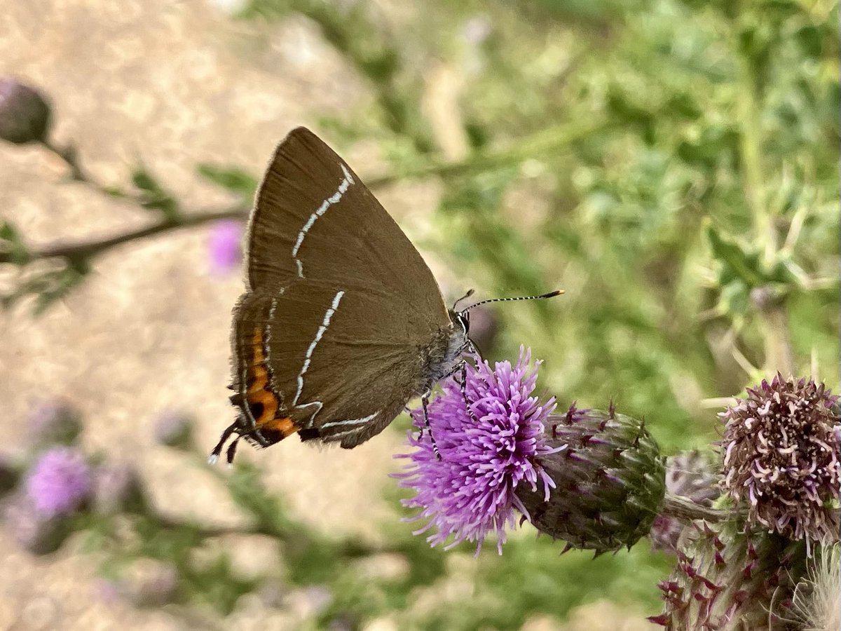 DavidWalsh22's tweet image. Last Friday I had a super day guiding a @naturetrektours group at Dunwich & Westleton. We found Spoonbills, Avocets, Stone Curlews & Dartford Warblers plus Red-veined Darter. 20 sp butterfly included White-letter Hairstreak, Silver-studded Blue, Grayling & White Admiral.