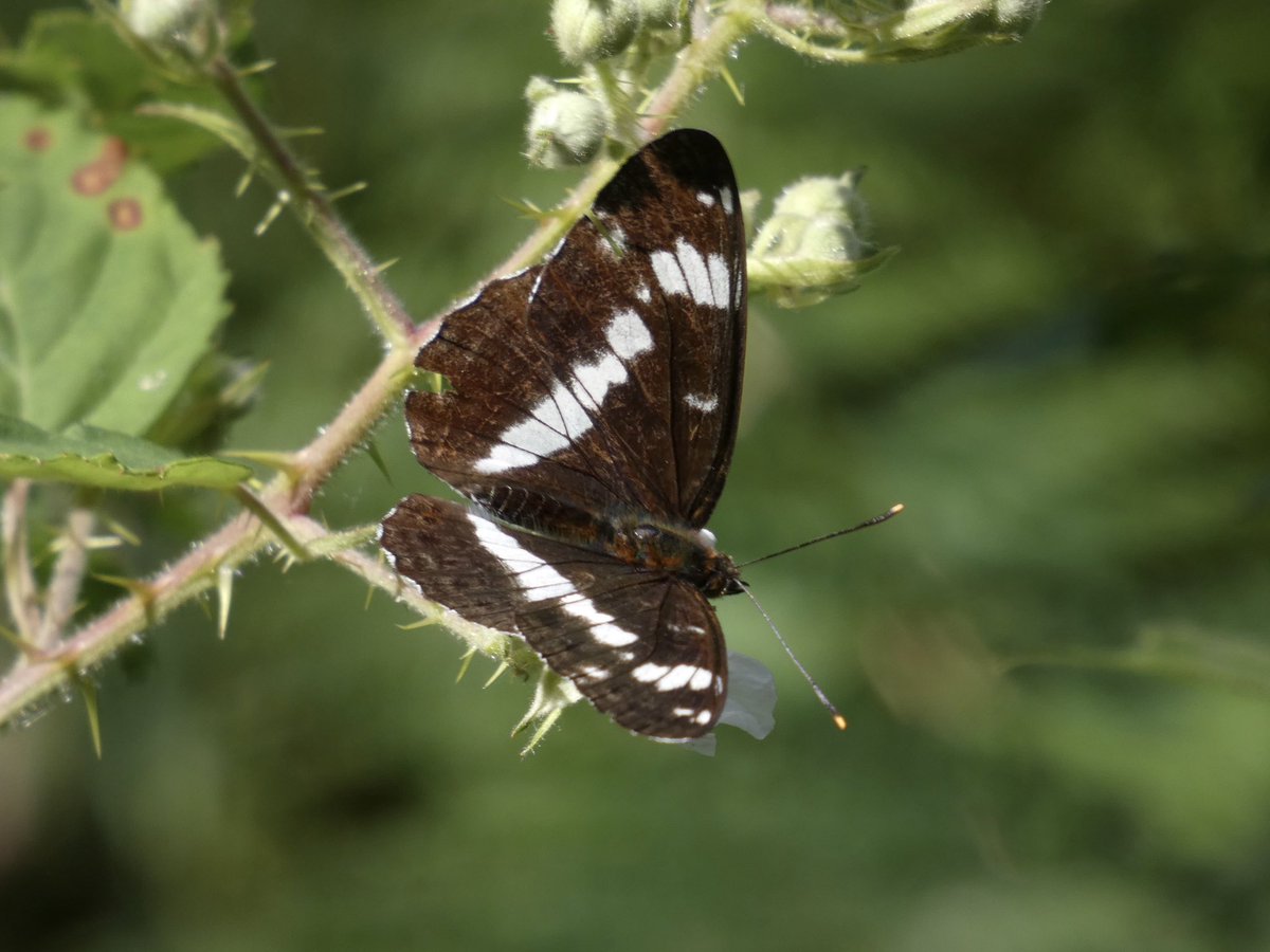 DavidWalsh22's tweet image. Last Friday I had a super day guiding a @naturetrektours group at Dunwich & Westleton. We found Spoonbills, Avocets, Stone Curlews & Dartford Warblers plus Red-veined Darter. 20 sp butterfly included White-letter Hairstreak, Silver-studded Blue, Grayling & White Admiral.