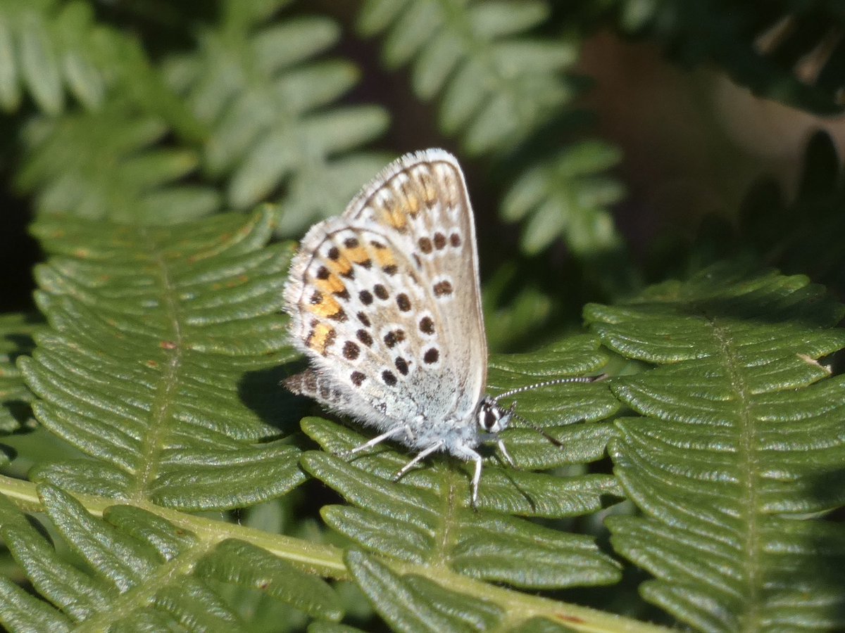 DavidWalsh22's tweet image. Last Friday I had a super day guiding a @naturetrektours group at Dunwich & Westleton. We found Spoonbills, Avocets, Stone Curlews & Dartford Warblers plus Red-veined Darter. 20 sp butterfly included White-letter Hairstreak, Silver-studded Blue, Grayling & White Admiral.