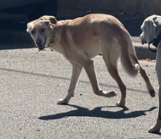 MissingTarn81's tweet photo. 11.07.25 Signalé errant : chien Berger beige à Lisle sur Tarn. (Pas de localisation précise). #Tarn https://t.co/6fxbOA7AGJ