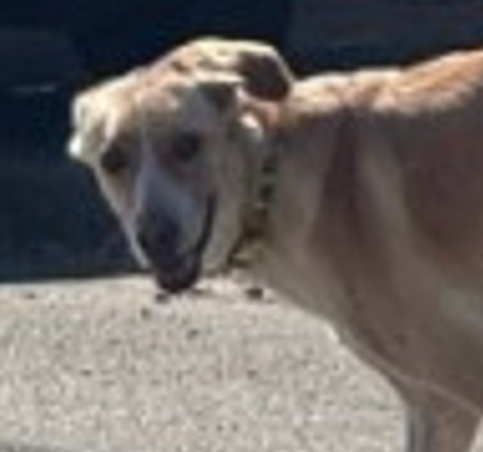 MissingTarn81's tweet photo. 11.07.25 Signalé errant : chien Berger beige à Lisle sur Tarn. (Pas de localisation précise). #Tarn https://t.co/6fxbOA7AGJ