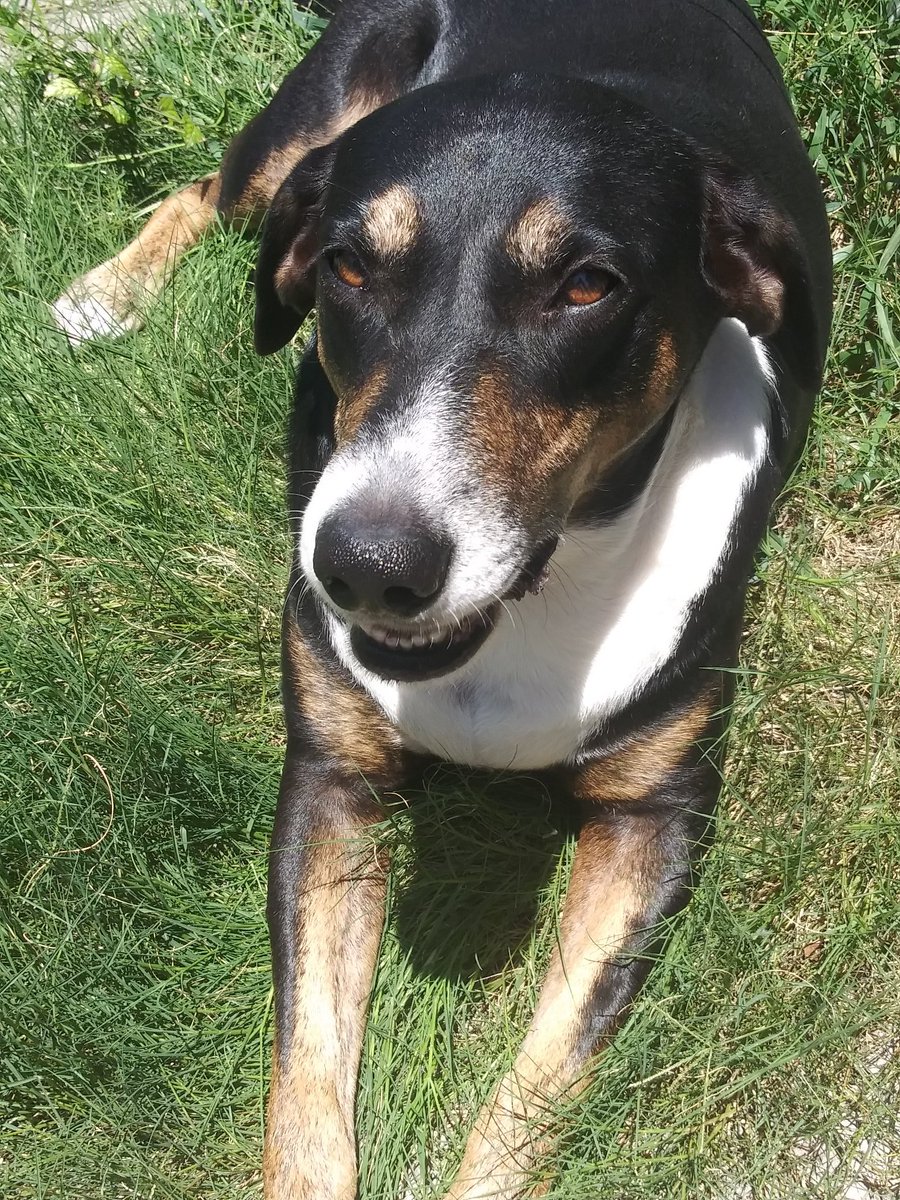 Drommie🌈 the Doxie Mix and Her Saluki Siblings tweet media