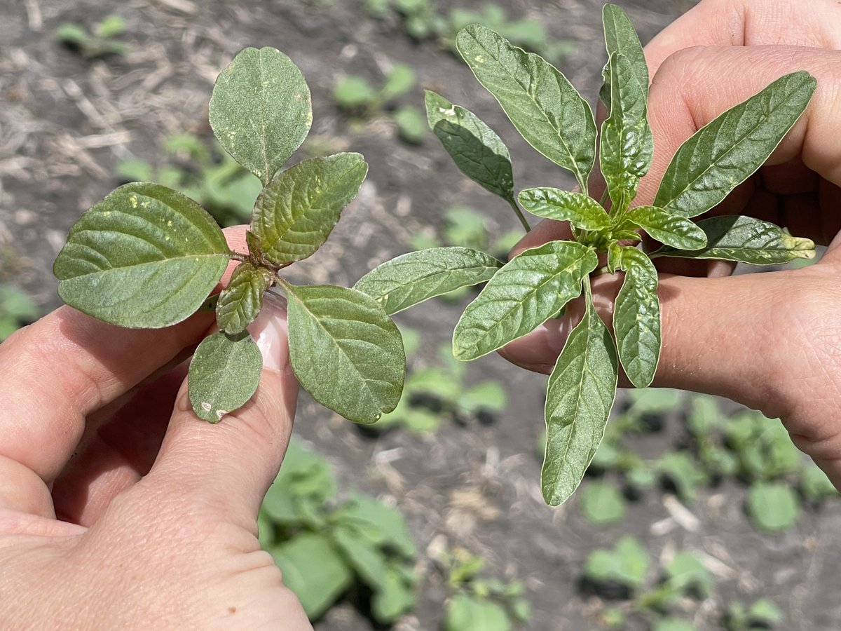 Pigweed or waterhemp?
They might look alike, but your herbicide program depends on knowing the difference! 👇
Tell us: how do you tell them apart?  
#WeedID #CropScouting #Farming #Pigweeds #Waterhemp #WeedScouting #AntaraAgronomy #Agronomist