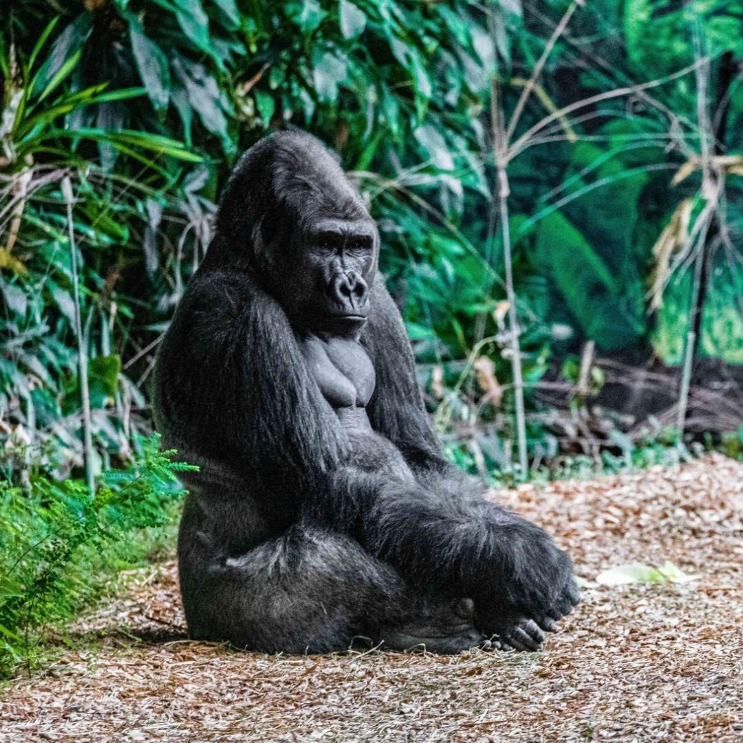 TheTorontoZoo's tweet image. 🌊 July 15 is Arctic Sea Ice Day ❄️ A global reminder of the critical role sea ice plays in regulating our planet’s climate.
Climate change appears to be affecting Africa in many ways and with species like the Western lowland gorilla 🦍
Learn more ⬇️
bit.ly/46D9OZH