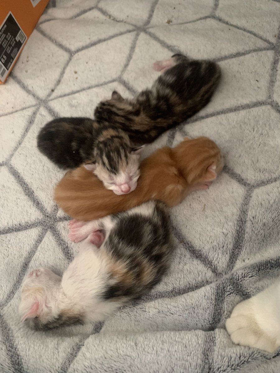chatmignon__'s tweet photo. maintenant, ils resteront chez moi le temps d’être sevrés correctement.
Lorsqu’ils seront en capacité de se nourrir seuls, j’ouvrirais peut être une cagnotte afin de faire stériliser cuvette et subvenir aux besoins des petits. https://t.co/3WQtG4ViGS