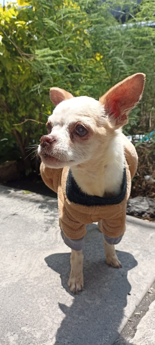firulaisasalvo's tweet photo. Este viejito (tendrá unos 12 años) busca un hogar en la Cdmx. Ya está literalmente ciego y sordo. se la pasa dormido , se levanta a comer y súper tranquilo

Ojalá alguien lo pueda adoptar para que pase sus ultimas días en un hogar y no es una pensión 😩😩😩😩

+52 56 1168 9935 https://t.co/gMbk90cH25