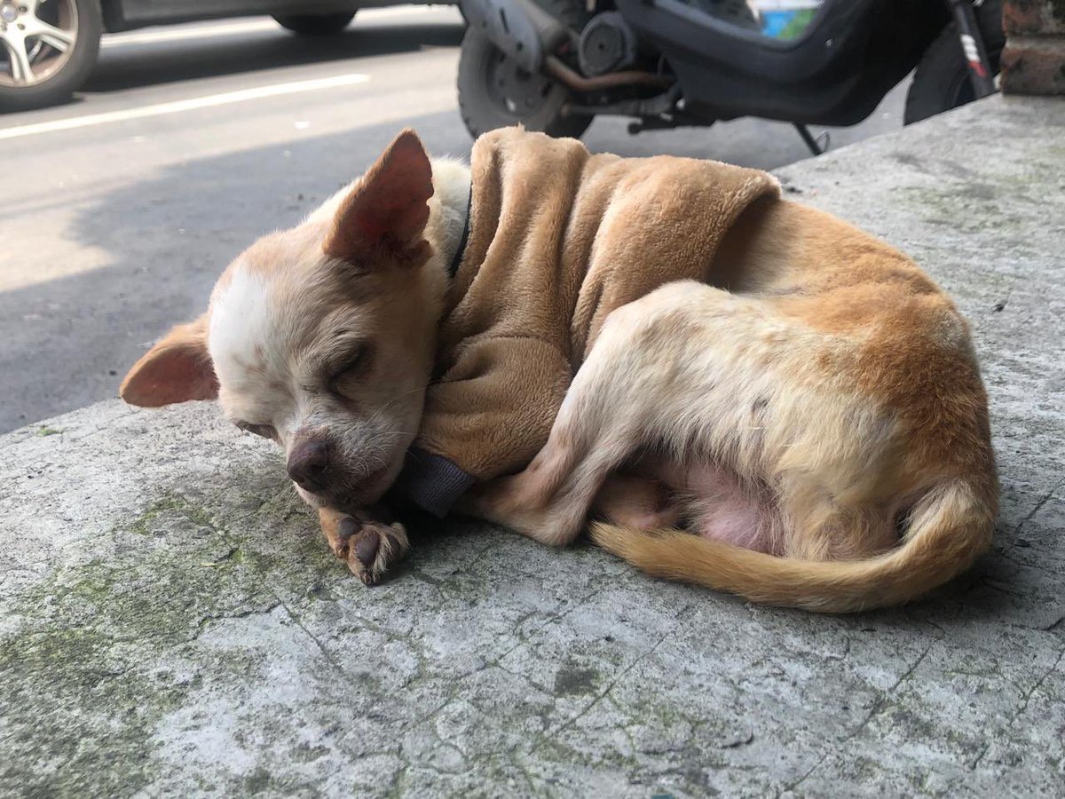 firulaisasalvo's tweet photo. Este viejito (tendrá unos 12 años) busca un hogar en la Cdmx. Ya está literalmente ciego y sordo. se la pasa dormido , se levanta a comer y súper tranquilo

Ojalá alguien lo pueda adoptar para que pase sus ultimas días en un hogar y no es una pensión 😩😩😩😩

+52 56 1168 9935 https://t.co/gMbk90cH25