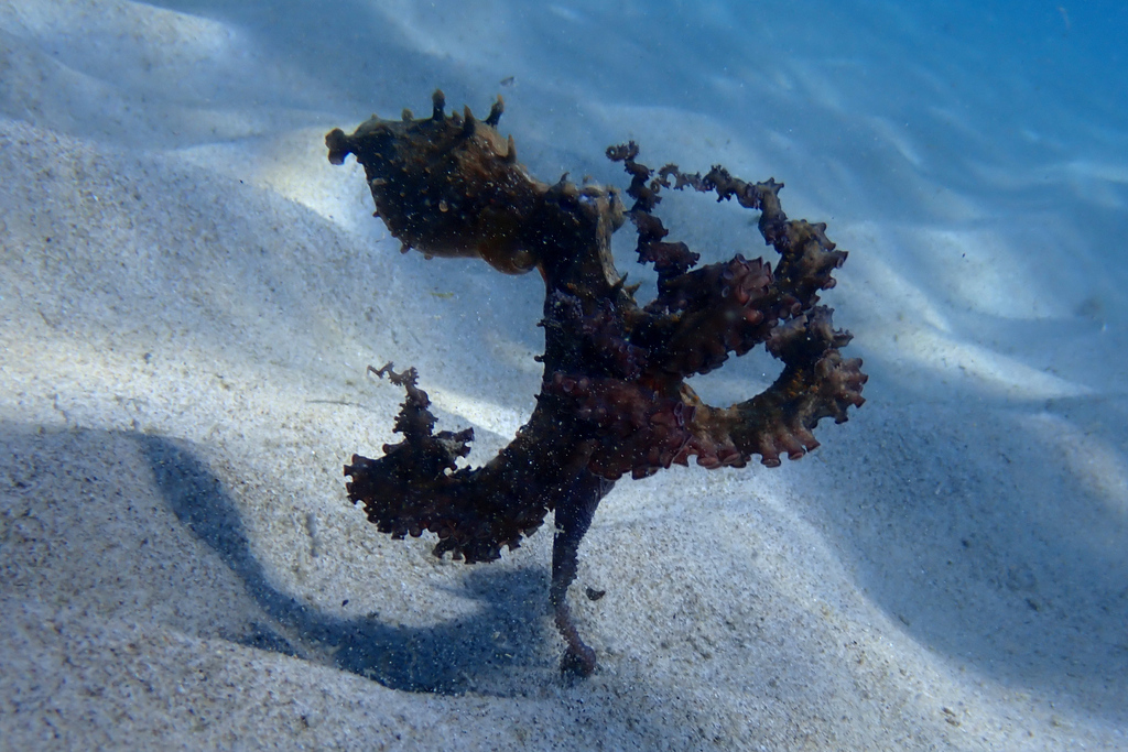 CephalopodToday's tweet image. "Hey, want to see my seaweed impression?"
🐙📷Charley Hesse (inaturalist.ca/observations/2…)