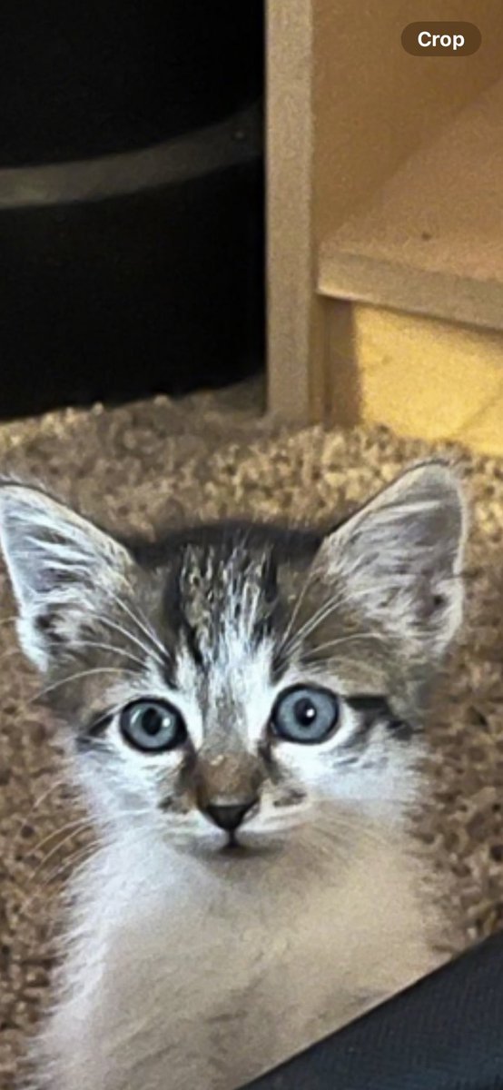 size5Choos's tweet image. Yesterday was #NationalKittenDay 
Augie &amp;amp; Alfie as kittens Awwww 💕 
#CatsOfTwitter