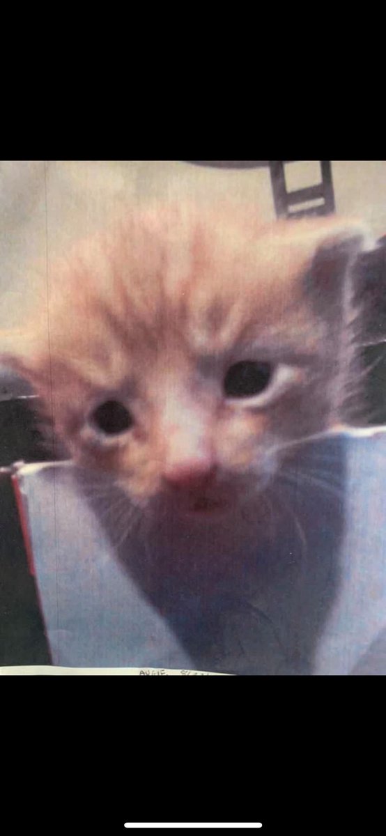 size5Choos's tweet image. Yesterday was #NationalKittenDay 
Augie &amp;amp; Alfie as kittens Awwww 💕 
#CatsOfTwitter