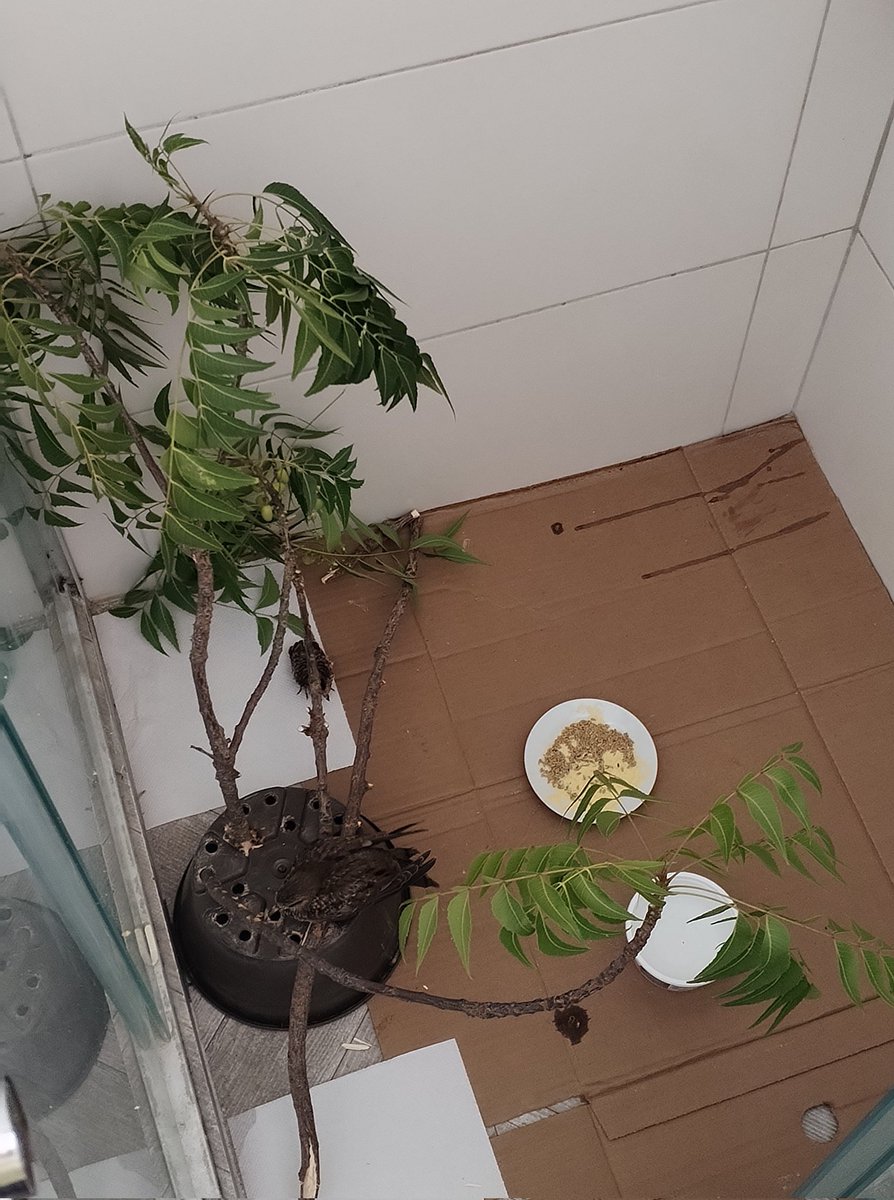Uno de los baños de mi casa se ha convertido en un refugio temporal de pajaritos. Ahorita están dos potoquitas, cayeron pichonas de su nido, una por imprudencia de los jardineros y la otra no sé, pero de lo que si estoy seguro es que muy pronto estarán sanas surcando los cielos.
