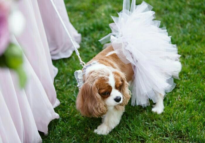 daylightales's tweet photo. @nateturnal ㅤ

you send me yellow flowers when the sky is gray. now, the flowers are blooming and coming to us. (via the cutest flower puppy!)

    ㅤ https://t.co/Ma1IVwPRbM