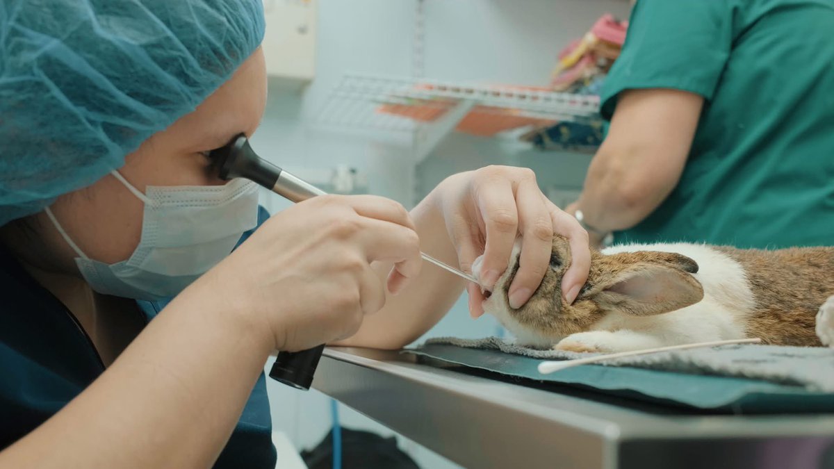 HouseRabbit's tweet image. Thanks to the ongoing support of our donors, the HRS veterinary training initiative continues to expand. Weβre working to fill the gap in rabbit-specific medical training. π©Ίπ
Support this important work today at houserabbit.org/donate