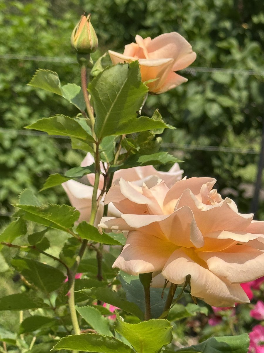 Eliseying88's tweet photo. The Ottawa rose quietly tells its secrets to its petals in the afternoon breeze.🍁🌹🌹 https://t.co/2ADVraewPI