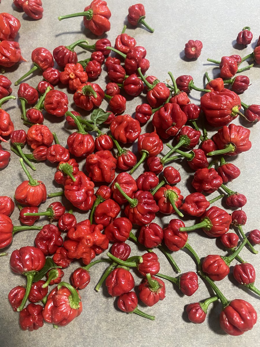 🔥 Огнен вкус од Македонија! 🔥
Продажба на Каролина Рипер – најлутиот пипер во светот!

🌶️ Дали си доволно храбар да го пробаш?
Каролина Рипер не е за секого – ова е пипер што влегува со вкус, а излегува со приказна!