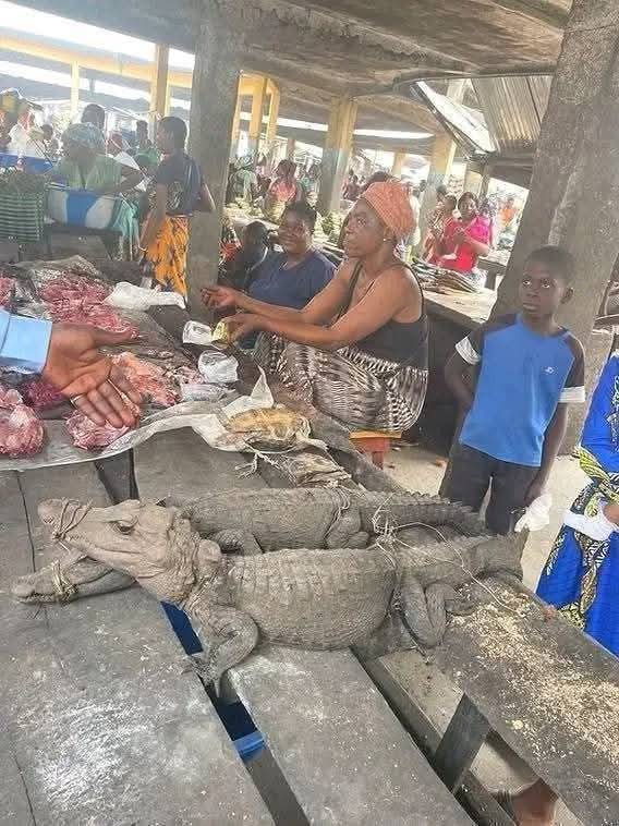 Joseph3Sengendo's tweet photo. Stop killing innocent animals for food yet you have another alternative of food the plants
A rural market in Guinea, Conakry 🇬🇳. https://t.co/iqb9XxFQVR