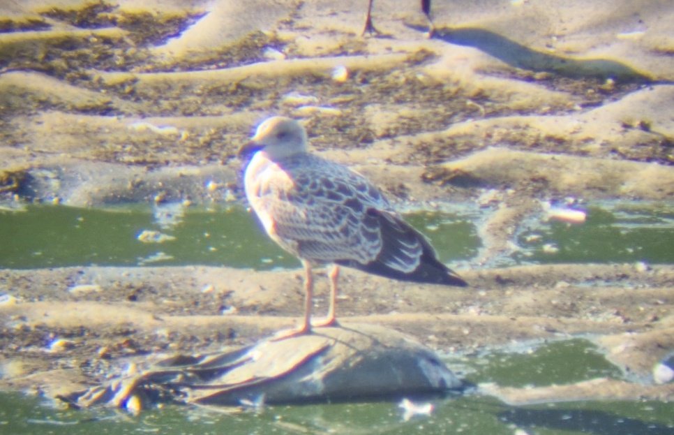 Daniel Langston (@dlangstonbirder) on Twitter photo Garganey & 10 Spotshanks best <a href="/RSPBFrampton/">RSPB Frampton Marsh ๐</a> this aft.
On the way home, Leadenham Quarry held 5 YLG (2 juv, 1s, 2s and ad) and a 3s Casp.
<a href="/Lincsbirding/">Lincsbirding</a> Garganey & 10 Spotshanks best <a href="/RSPBFrampton/">RSPB Frampton Marsh ๐</a> this aft.
On the way home, Leadenham Quarry held 5 YLG (2 juv, 1s, 2s and ad) and a 3s Casp.
<a href="/Lincsbirding/">Lincsbirding</a>