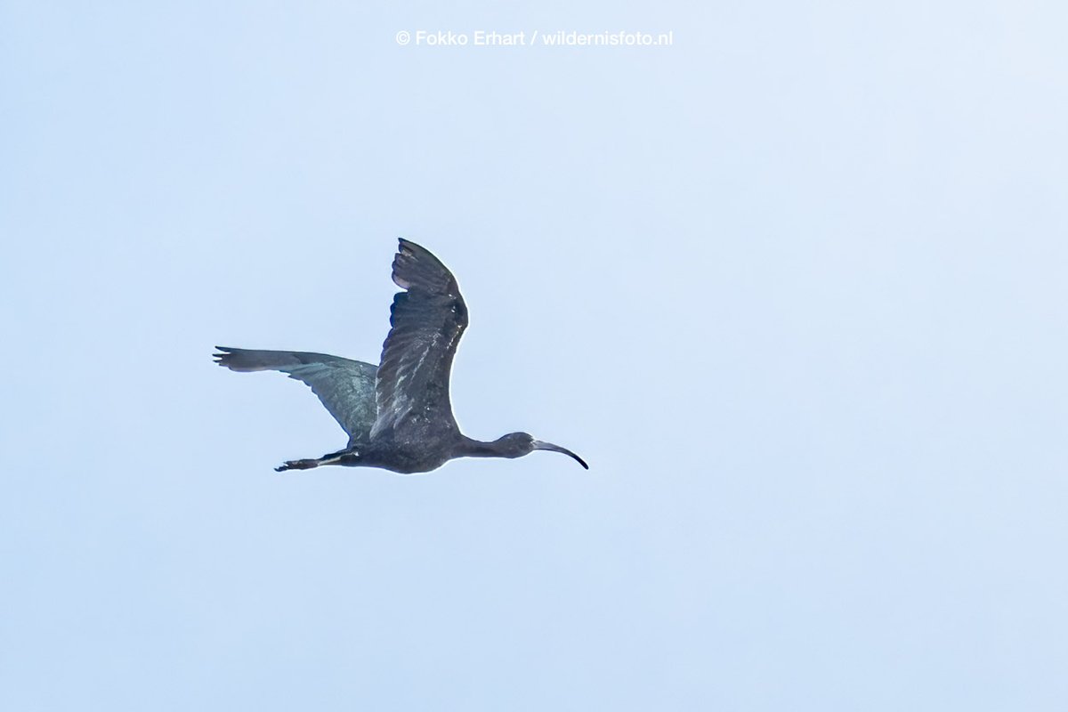 Wat is het toch een prachtig gebied om vogels te kijken! Vandaag voor @BirdingBreaks op stap geweest naar de Biesbosch. Leverde weer vele prachtige vogelwaarnemingen op, zoals #zeearend #visarend #havik en #zwarteibis en nog 85 andere soorten! 
@natuurfotografie