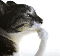 Razencro tweet media