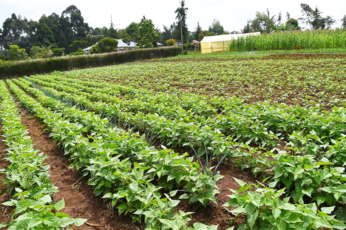 EphantusKim's tweet image. Earlier today, I had the opportunity to interact with farmers benefiting from irrigation projects in Uasin Gishu County. I witnessed firsthand the transformative impact these initiatives are having in the region. Accompanied by officials from the National Irrigation Authority, we…