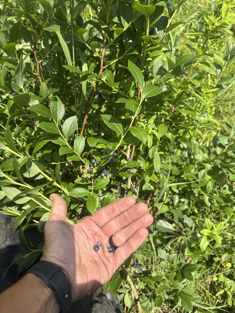TheCrestKeeper's tweet photo. Wild blueberries #findoftheday https://t.co/9wBpALKIUU