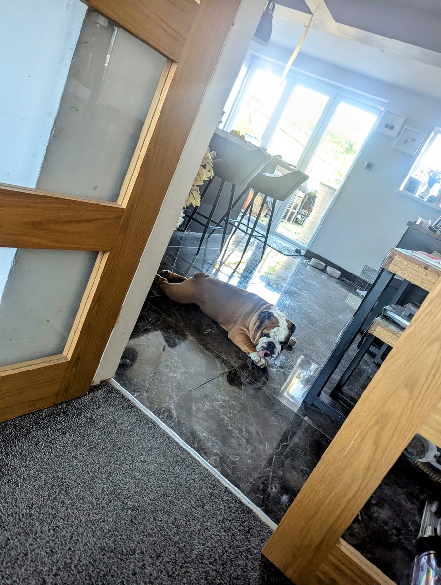 jayclark0106's tweet image. Been scrapping with this weapon for a bit... Think he's done in now 😂😂 #BulldogProblems