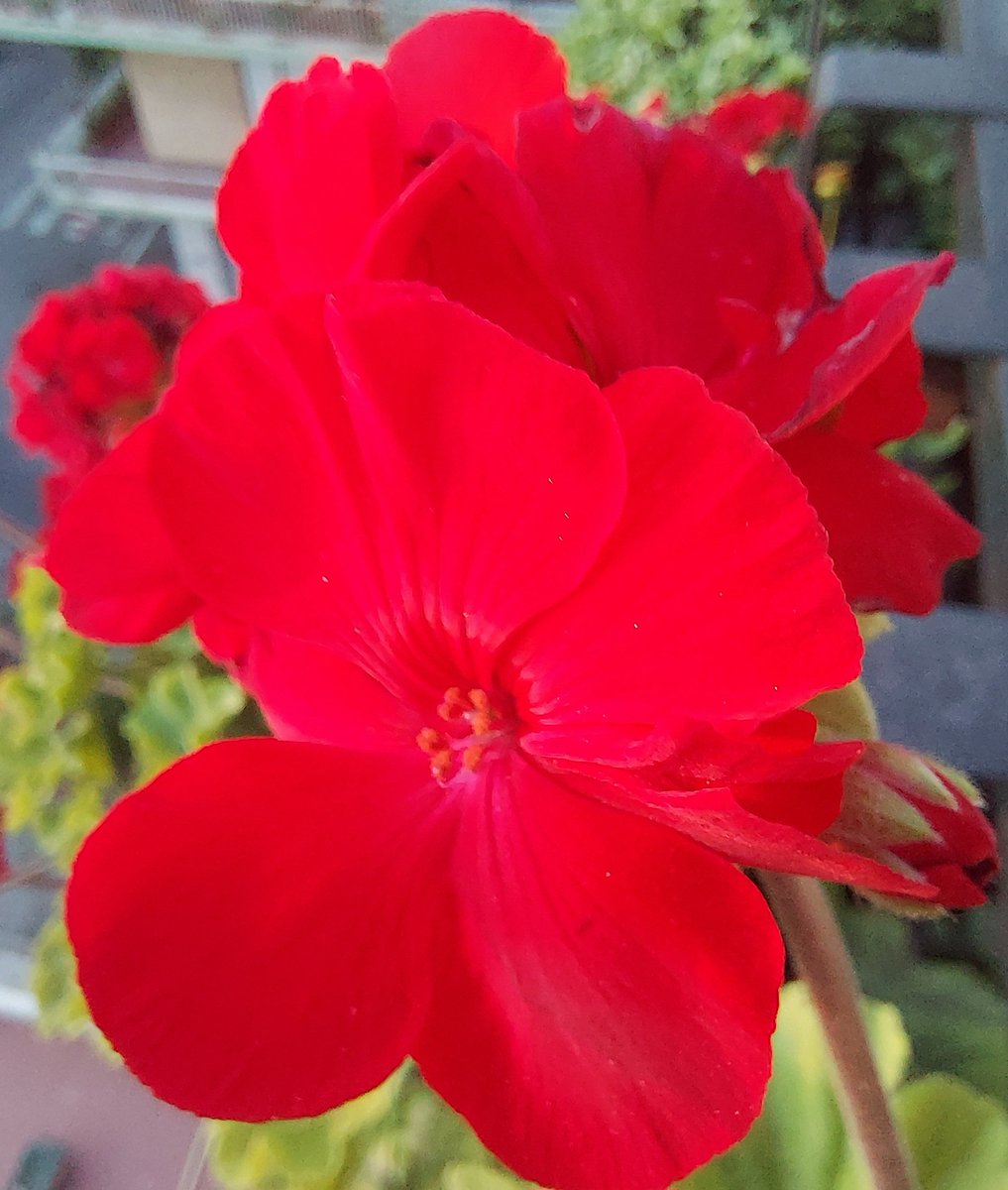 Maria Lea tweet media