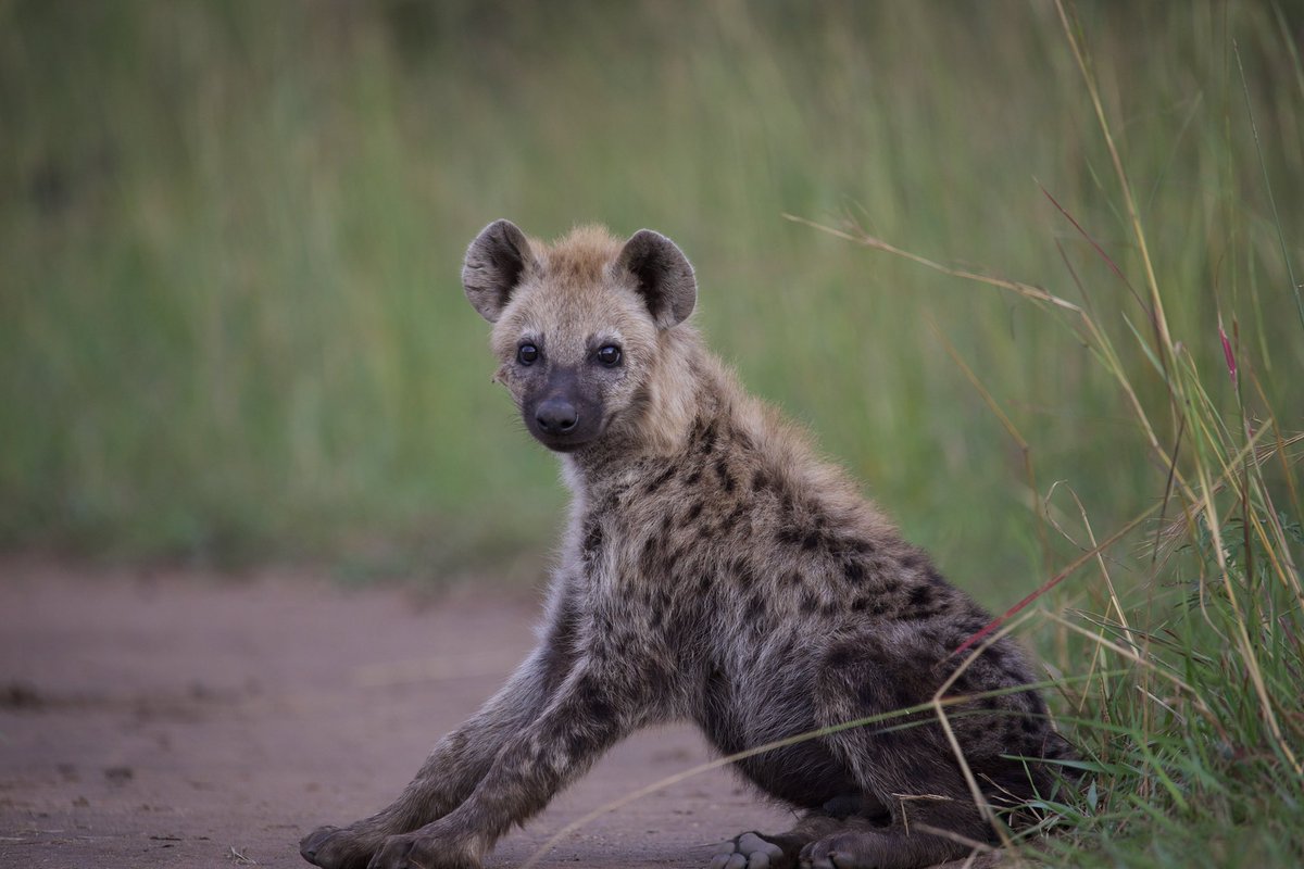 Kidepo treat this evening reminds me of #LionKing when the hyenas had taken over the kingdom. 
These rock are named Kakine Lion Rock relating to the lions that always called it home. 
It’s been years since the last lion was spotted here and now hyenas have claimed it.