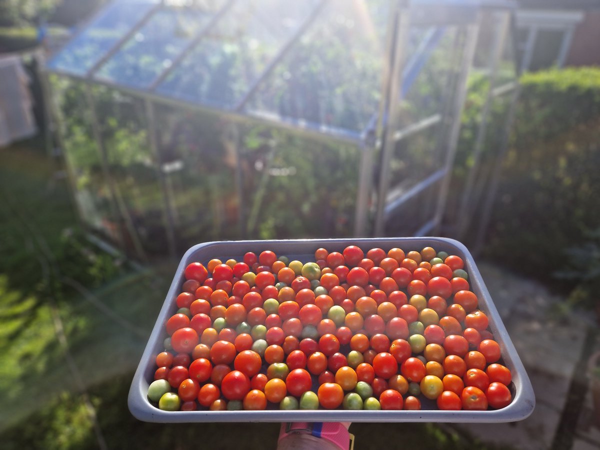 ConorDiver's tweet photo. This evenings crop https://t.co/jcQbDa5O37