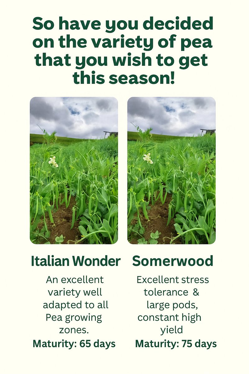 🌿 Pea Trivia Quiz!
Which variety is the stress-tolerant, high-yield champ with large pods?
A) Italian Wonder
B) Somerwood

Reply with your answer!

#RoyalSeed #ItalianWonder #SomerwoodPeas #AgriTrivia #PeaVarieties #FarmingQuiz